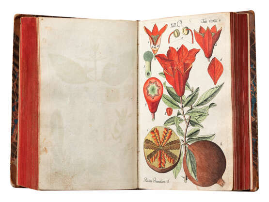 Botanisches Handbuch - photo 6