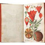 Botanisches Handbuch - фото 6