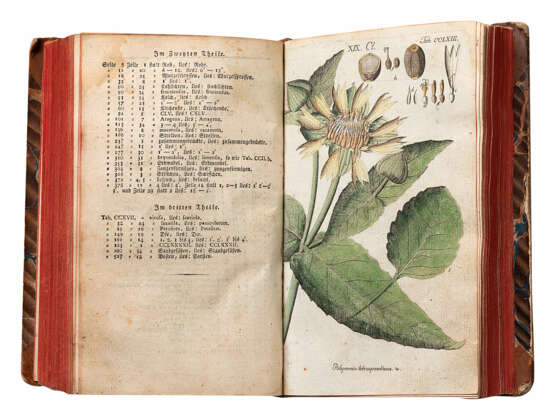Botanisches Handbuch - photo 9