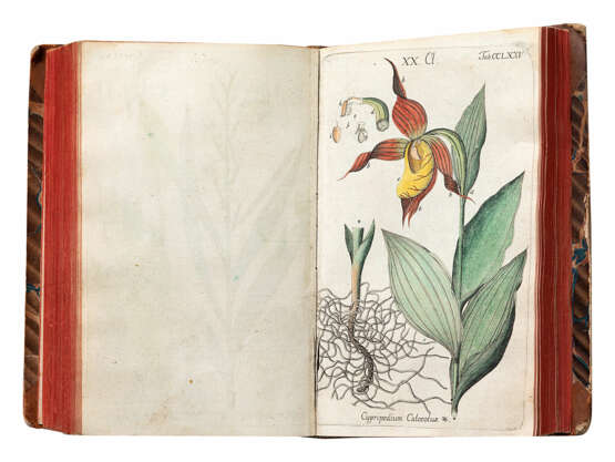 Botanisches Handbuch - photo 10