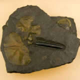 "PYRIT UND ÖLSCHIEFER", Mineralien-Assemblage, gerahmt, 20. Jahrhundert - photo 2