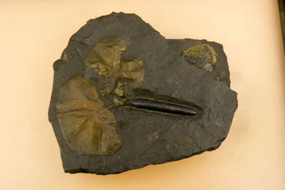 "PYRIT UND ÖLSCHIEFER", Mineralien-Assemblage, gerahmt, 20. Jahrhundert - Foto 2