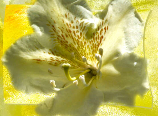 «Rhododendron» Papier photographique Photographie numérique Photo couleur Nature morte 2019 - photo 1