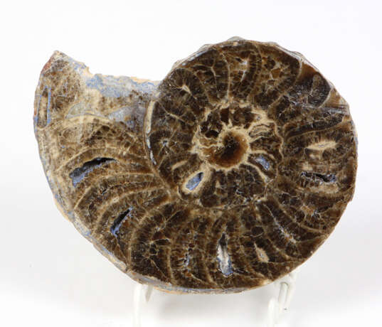 fossiler Ammonit - photo 1