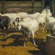 Schafe - Auktionspreise