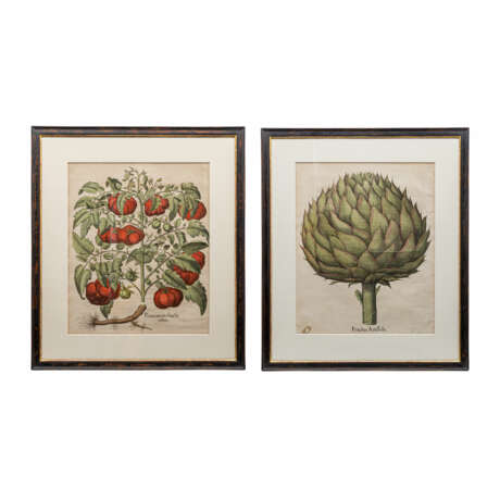 BESLER, BASILIUS (1561-1629), 2 Pflanzendarstellungen "Poma amoris fructu rubro" und "Fructus Artischochi" - Foto 1