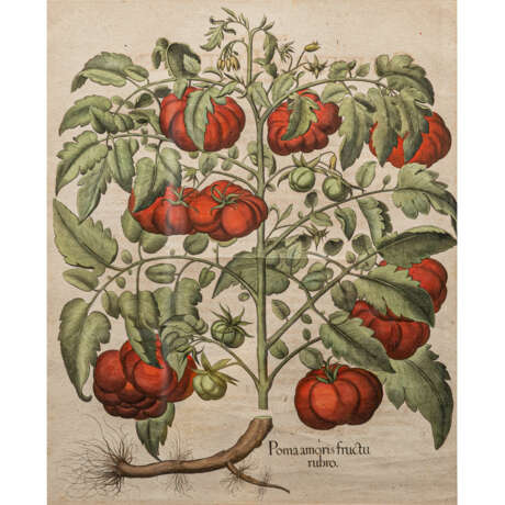 BESLER, BASILIUS (1561-1629), 2 Pflanzendarstellungen "Poma amoris fructu rubro" und "Fructus Artischochi" - photo 3