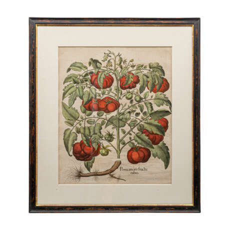 BESLER, BASILIUS (1561-1629), 2 Pflanzendarstellungen "Poma amoris fructu rubro" und "Fructus Artischochi" - photo 4