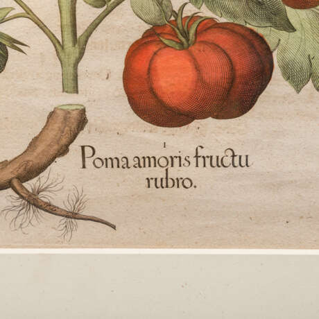 BESLER, BASILIUS (1561-1629), 2 Pflanzendarstellungen "Poma amoris fructu rubro" und "Fructus Artischochi" - Foto 5