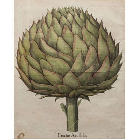 BESLER, BASILIUS (1561-1629), 2 Pflanzendarstellungen "Poma amoris fructu rubro" und "Fructus Artischochi" - Foto 6