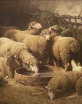 Frieden im Schafstall