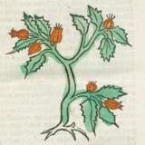 Herbarius latinus Pataviae. - Foto 1