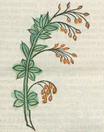 Herbarius latinus Pataviae. - photo 2
