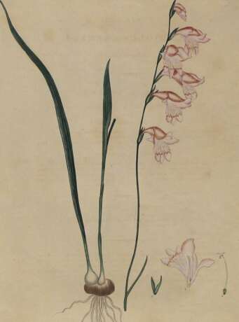Gladiolus Carneus. - photo 1