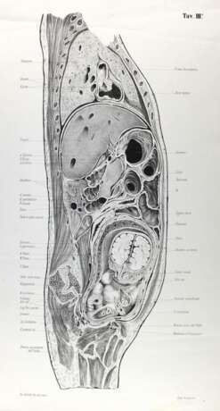 Anatomie. - photo 1