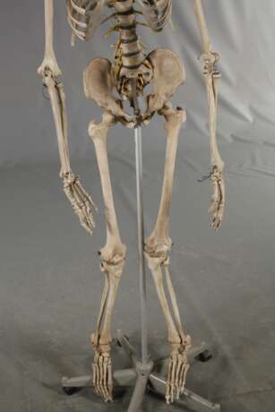 Anatomiemodell des menschlichen Skeletts - фото 2