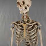 Anatomiemodell des menschlichen Skeletts - фото 3
