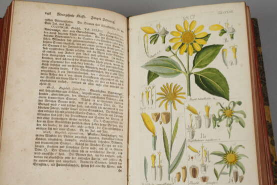 Botanisches Handbuch - photo 2