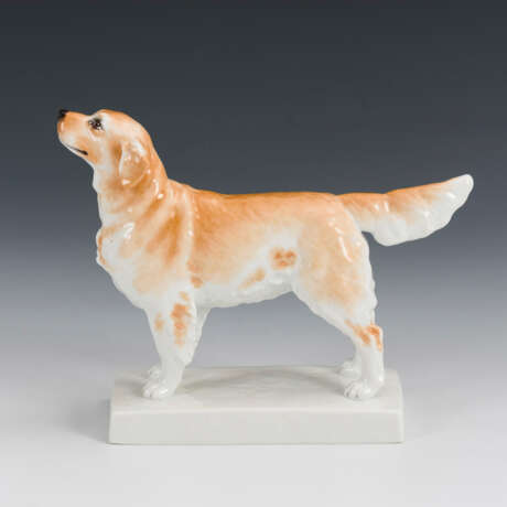 Golden Retriever - Foto 3