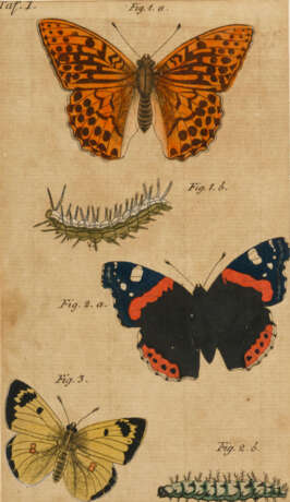 3 Studien mit Schmetterlingen - photo 3