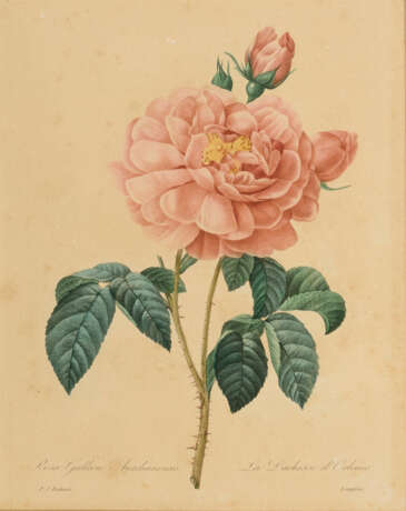 2 Blumentafeln "Paeonia" und "La Duchesse d´Orleans" - фото 3