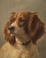 SPANIEL, BRAUN-WEIß GEMUSTERT