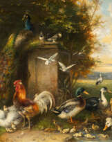 FEDERVIEH MIT HÜHNER, ENTEN UND PFAU