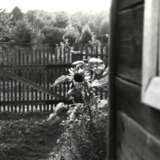 «Подсолнухи» Фотобумага Пленочная фотография Черно-белое фото Пейзаж 2014 г. - фото 1