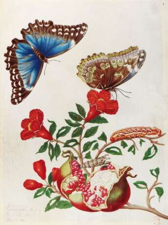 Merian,M.S. - photo 1