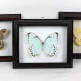 3 Schmetterlinge im Rahmen - фото 1