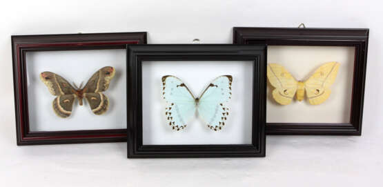 3 Schmetterlinge im Rahmen - photo 1