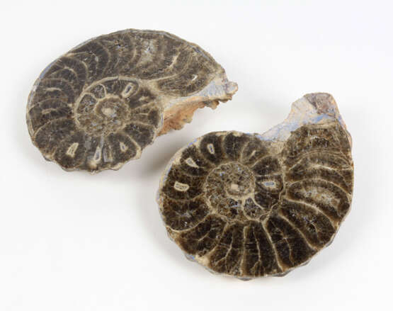 Paar Ammoniten Versteinerungen - фото 1