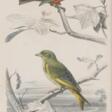 Zehn Kupferstiche mit Vögeln - Auction archive