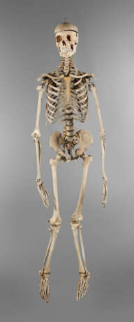 Anatomiemodell des menschlichen Skeletts - photo 1