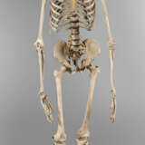 Anatomiemodell des menschlichen Skeletts - фото 1