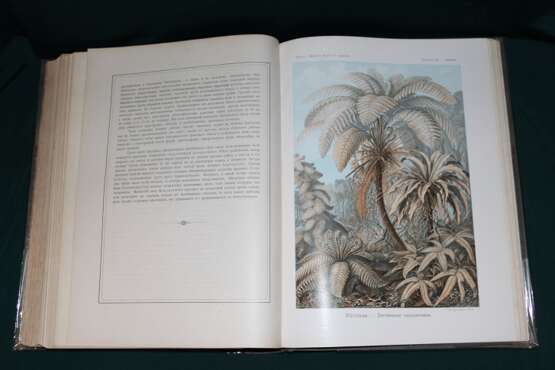 “ The beauty of forms in nature Haeckel. 1903” - photo 2
