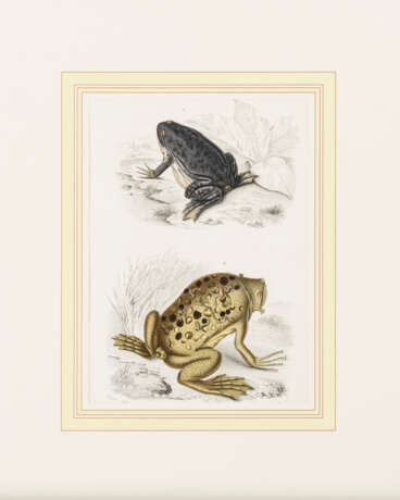 10 Tierdarstellungen aus d´Orbignys "Dictionnaire universel d'histoire naturelle". - фото 3