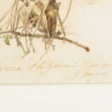 Pflanzenstudie: Vriesea Glatymanni Spec. Nov.. - photo 2
