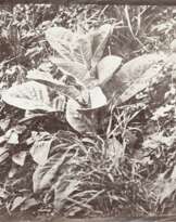 Dettaglio di piante 1865 ca