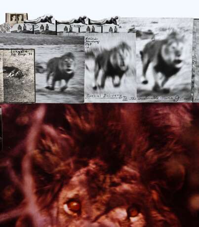 Peter Beard. Orey-eyed Lion, Gorongosa Portuguese East Africa 1955 1955/2003 - photo 6