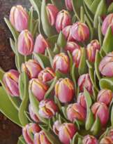 Тюльпаны Тюльпаны