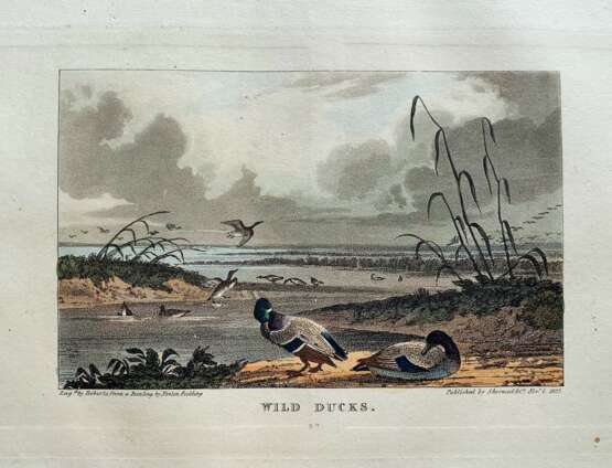Дикие утки. 1825 г - Foto 1