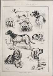 Зарисовки собак на национальной выставке в Бермингеме