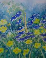 полевые цветы