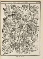 DUHAMEL DU MONCEAU, Henri-Louis (1700-1782) - Traité des arbres et arbustes