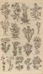 HILL, John (1716?-1775) - The British Herbal: An History of Plants and Trees
