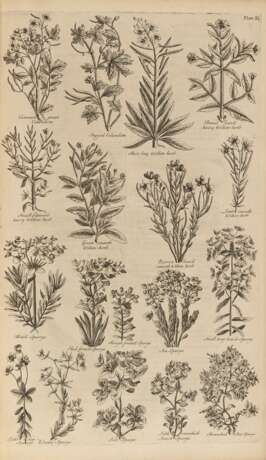 HILL, John (1716?-1775) - The British Herbal: An History of Plants and Trees - Foto 1