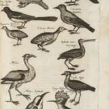 JONSTON, John (1603-1675) - Historiae naturalis de avibus - Foto 1