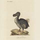 LATHAM, John (1740-1837) - A General History of British Birds - фото 1