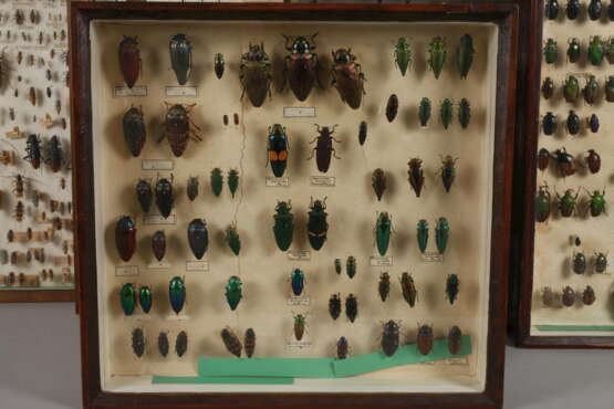 Entomologische Sammlung - photo 3